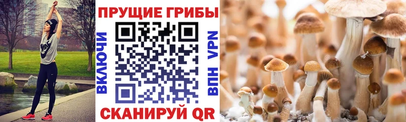 Псилоцибиновые грибы GOLDEN TEACHER  маркетплейс телеграм  Сочи  как найти закладки 